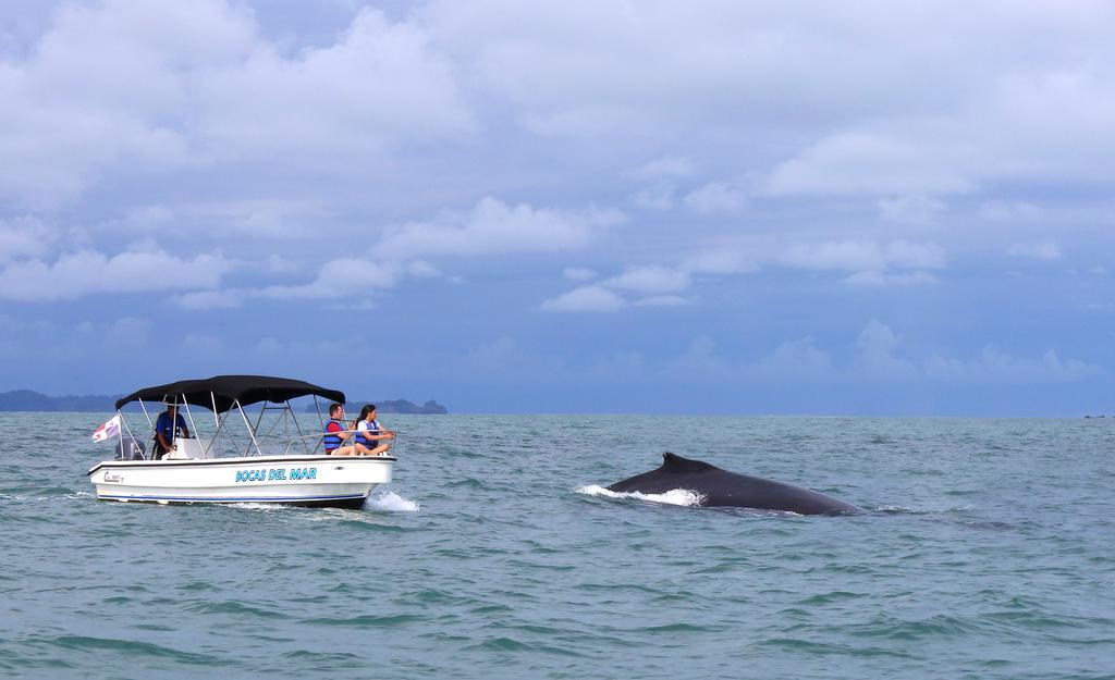 Bocas Del Mar Otel Boca Chica Dış mekan fotoğraf